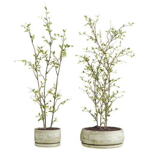 plants set