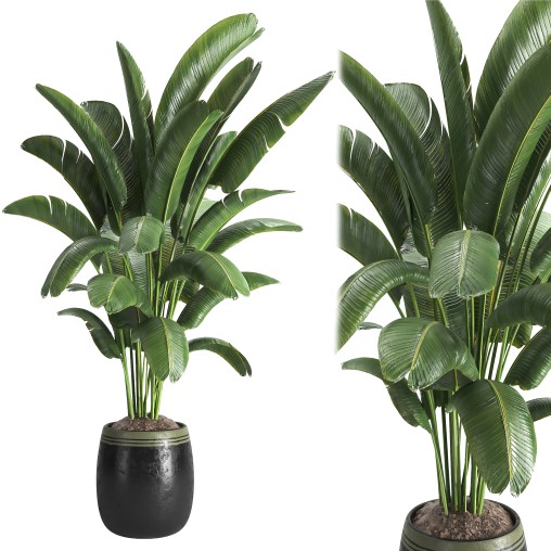 Indoor plant 03