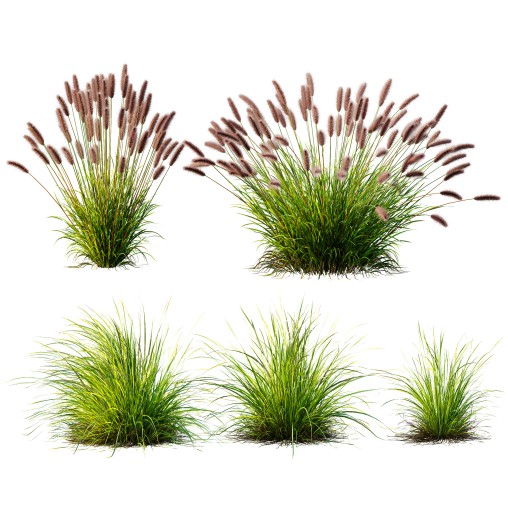 AV 6 different grasses Pennisetum Alopecuroides Lampenputzergras Fountain Hameln and Carex Elata Aurea Grass Version2