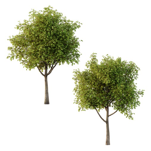 Prunus pseudocerasus Fruit Tree 01