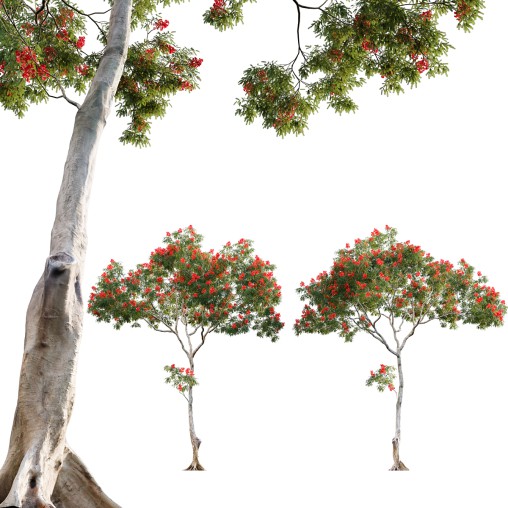 Dolonix regia – Royal Poinciana