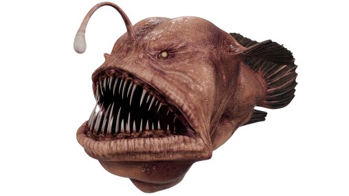 Angler Fish