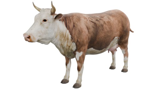 Cow