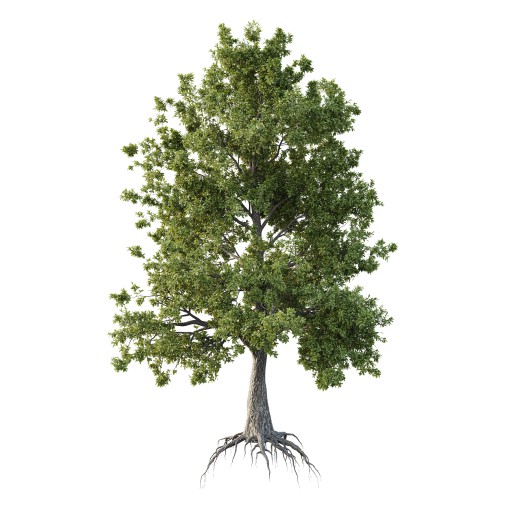 Spanish Moss Tree 04