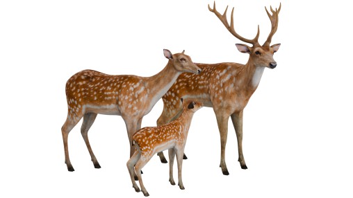 Deer Family