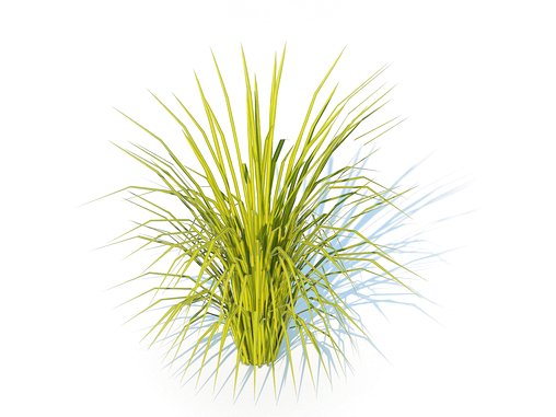 Acorus gramineus Ogon – Sweet Flag