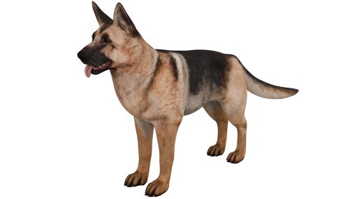 German Shepherd