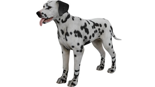 Dalmatian