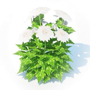 Dahlia Lisa White 3d model Download  Buy 3dbrute