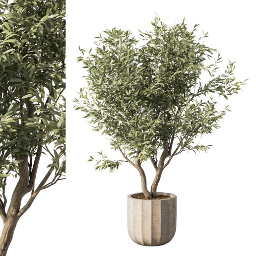 Olive Tree Indoor Plant Set.10
