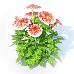 Dahlia Connie 3d model Download  Buy 3dbrute