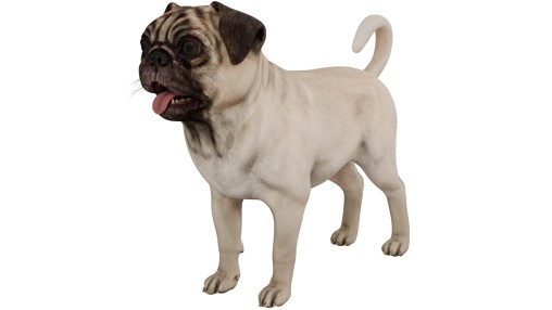 Pug