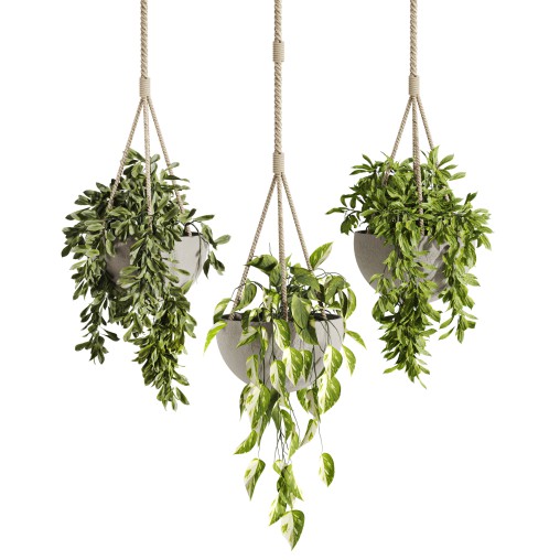 hanging plants
