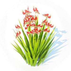 Crocosmia - Montbretia -Orange 3d model Download  Buy 3dbrute