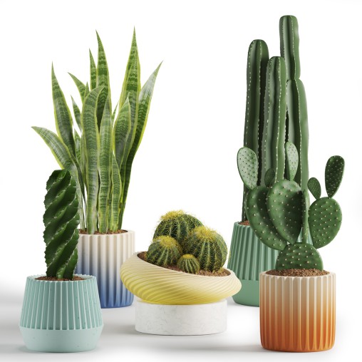 Indoor Plant Cactus set02