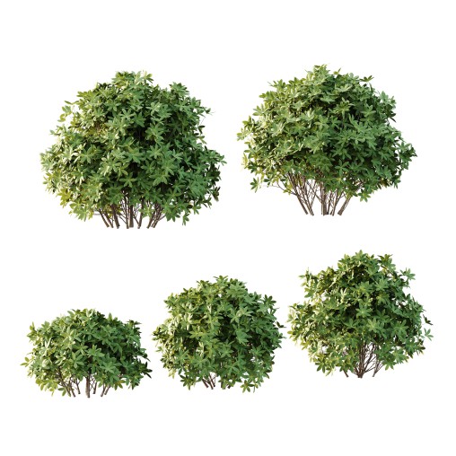 s: Oriental paperbush, mitsumata) is a plant in the family Thymelaeaceae.