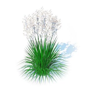 Deschampsia cespitosa - Tufted Hair Grass 3d model Download  Buy 3dbrute