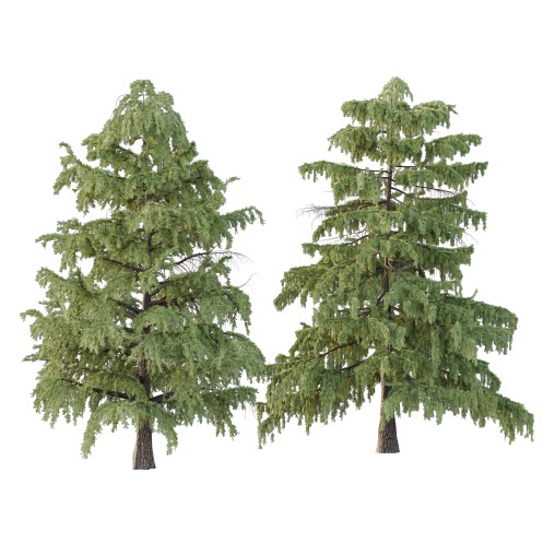 Cedrus deodara Tree 001 3D model 3dbrute