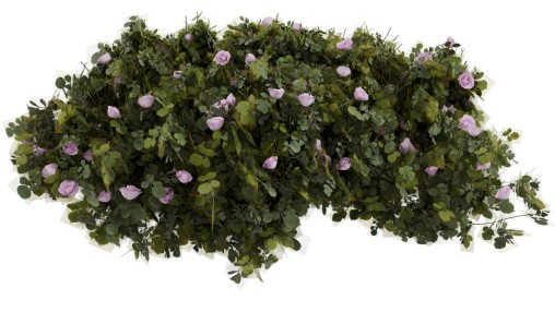 Rose Bush