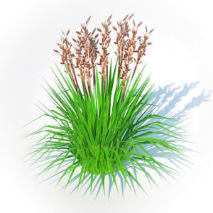 Deschampsia flex - Tatra Gold Wavy Hair Grass 3d model Download  Buy 3dbrute