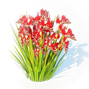 Crocosmia - Montbretia -Red 3d model Download  Buy 3dbrute