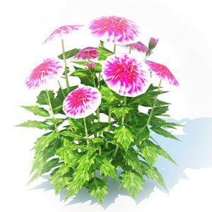 Dahlia Lisa Dark Pink 3d model Download  Buy 3dbrute