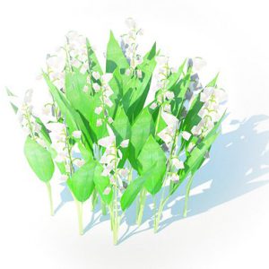 Convallaria majalis - Lily of the Valley 3d model Download  Buy 3dbrute