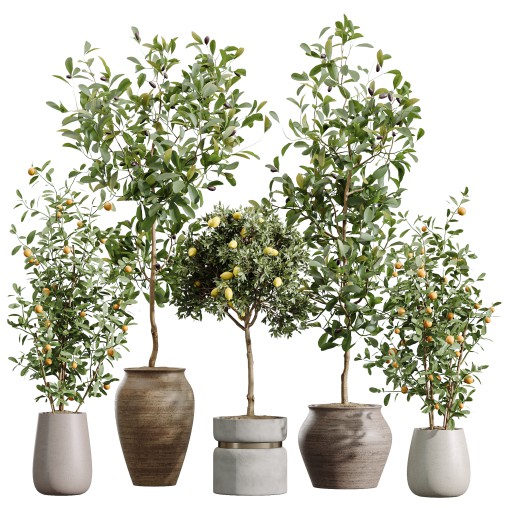calamondin indoor tree - Download Free 3D Model Furniture - 3dbrute