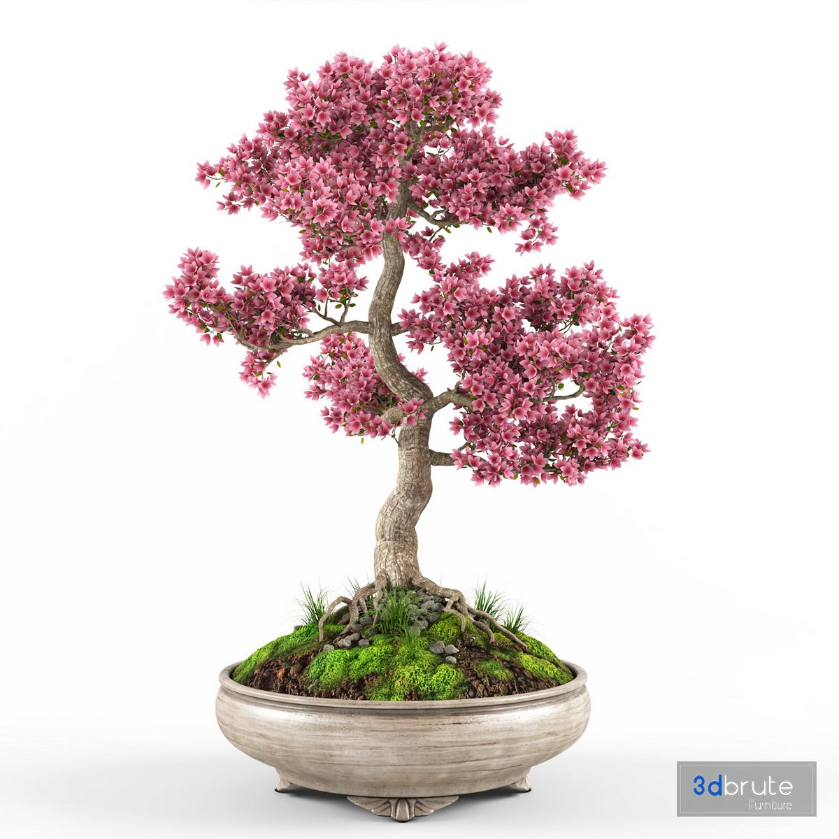 Sakura bonsai tree 3d model Buy Download 3dbrute