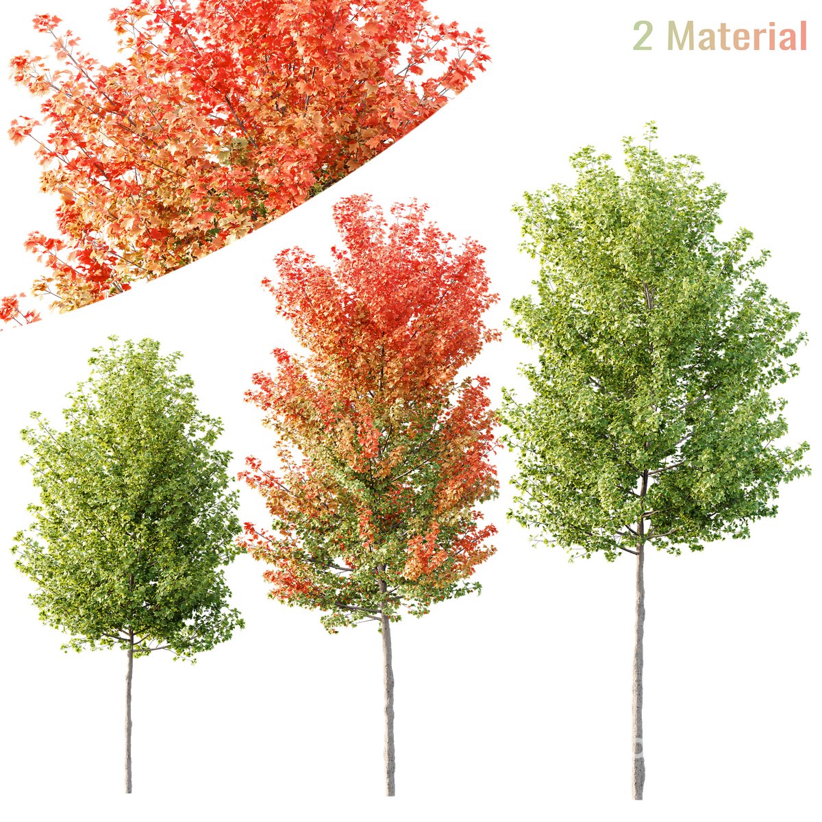 HQ Plants Acer X freemanii Freeman Maple Sapindaceae Tree 3d model Buy ...