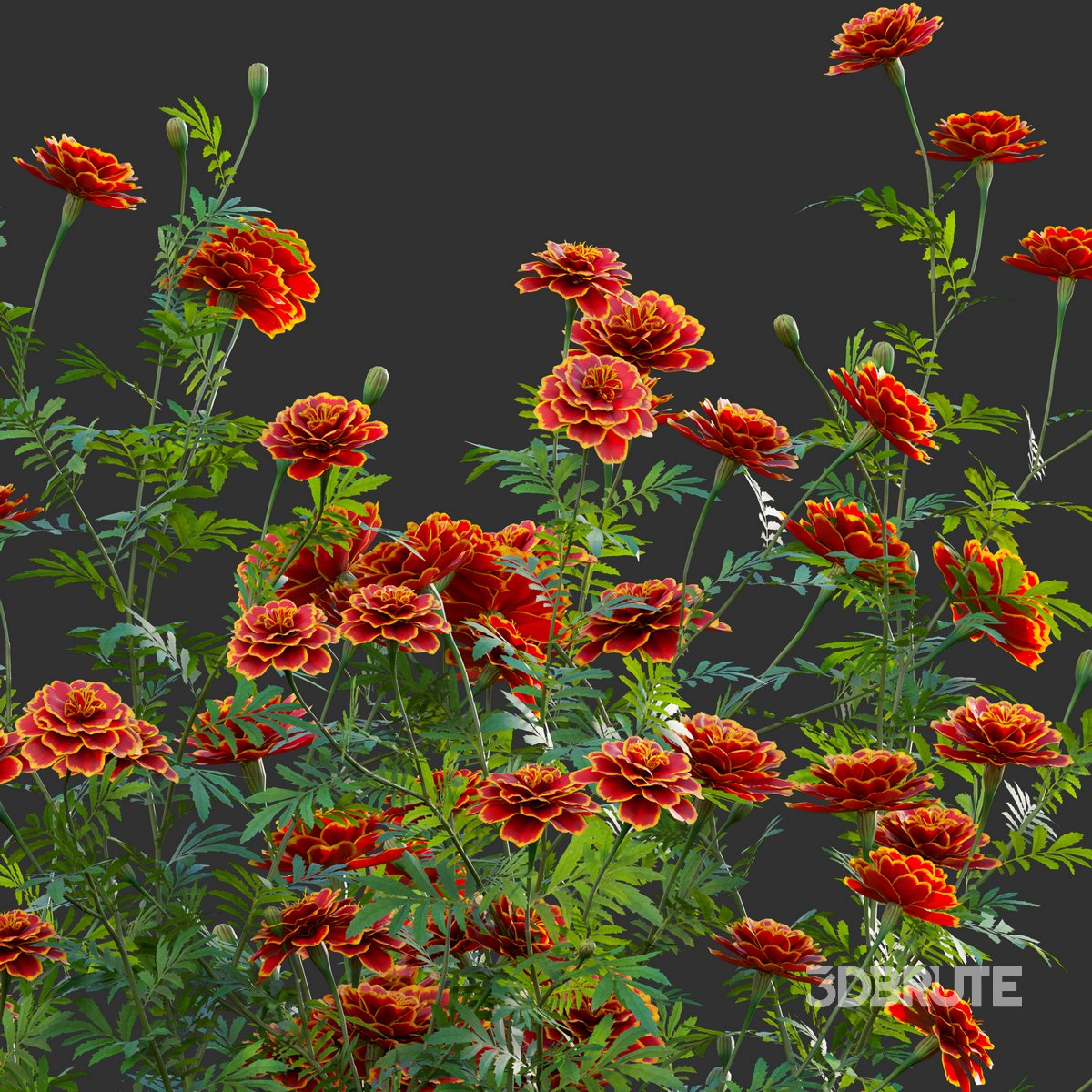 Tagetes Marigold 3d model 3dbrute