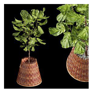 Plant Indoor Fiddle Leaf Fig03