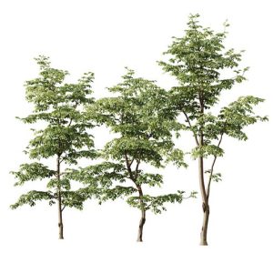 Plants Carpinus Betulus