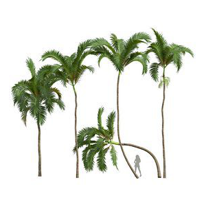 New Plant High detail Areca Catechu