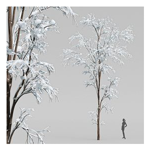 Winter Snow Tree001