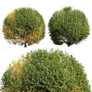 New Plant Ligustrum Quihoui Privet Pruned01