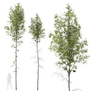 HQ Plants Betula Pendula