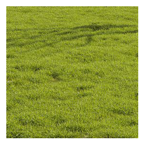 Meadow Lawn Grassland Set 014