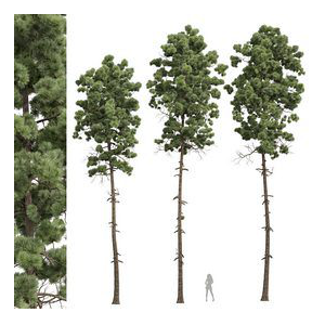 Pinus Engelmannii 3Tree