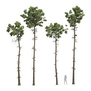 Pinus Engelmannii02 Trees