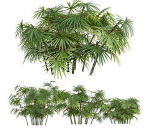 Rhapis Excelsa Small