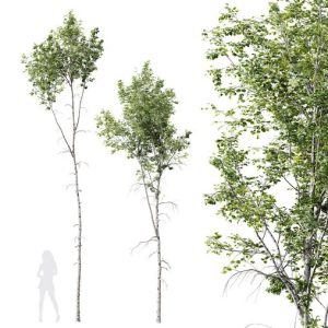 HQ Plants Betula Pendula02