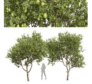 Citrus Meyer Lemon Fruit Tree