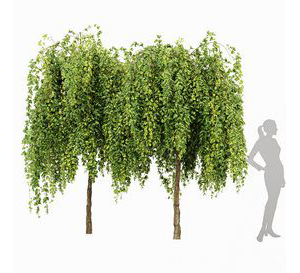 Weeping Mulberry Bagged Ornamental Chaparral