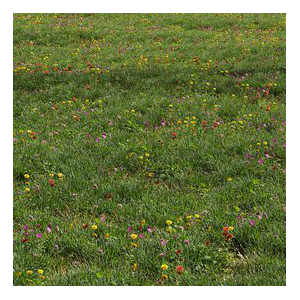 Meadow Lawn Grassland Set 012