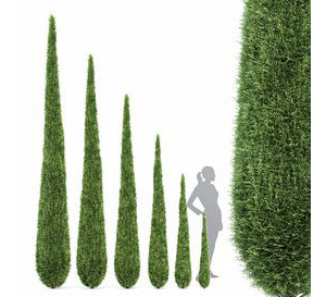 Caragh Nurseries Cupressus sempervirens pyramidalis Italian Cypress Pencil Cypress