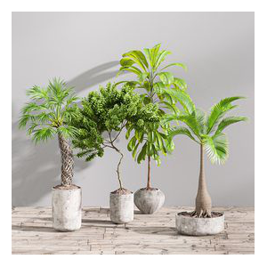SET01 Indoor Plant Tree Leaf