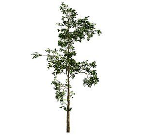 Fb283 Sapling Growth Tree-1 Mat