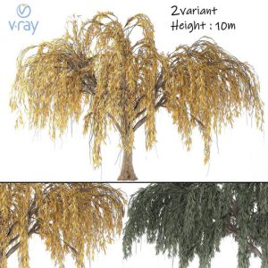 Willow Tree 01