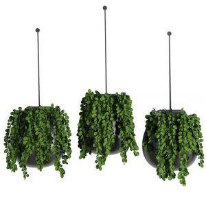 Hanging Indoor Plant - SetV5